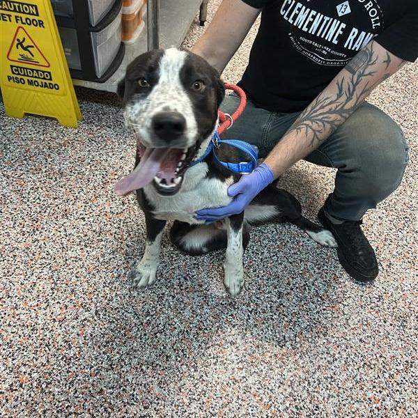 Ham, Adoptable, Adult Male Mixed Breed & Border Collie.