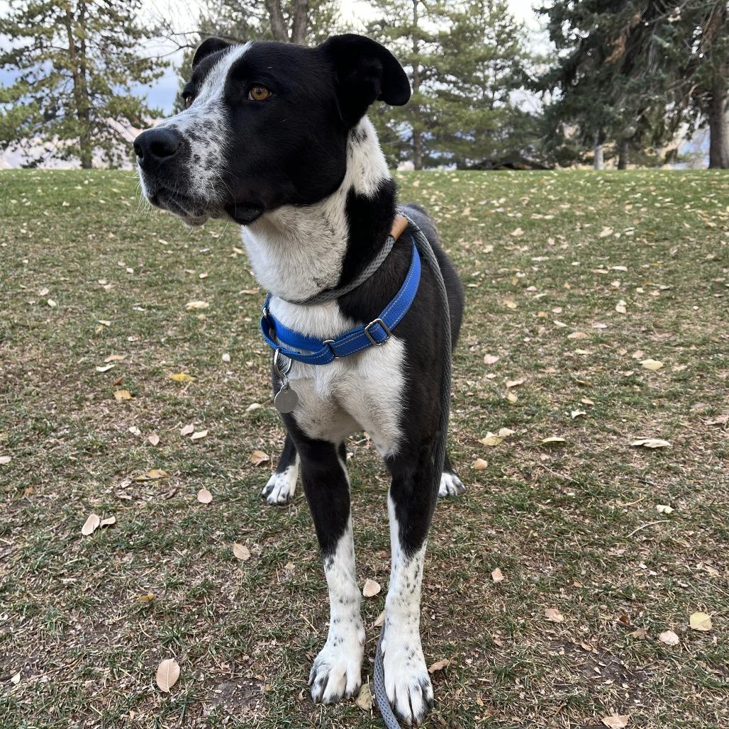 Enlarge Ham, a Adoptable mixed breed in Salt Lake City, UT image 2/6