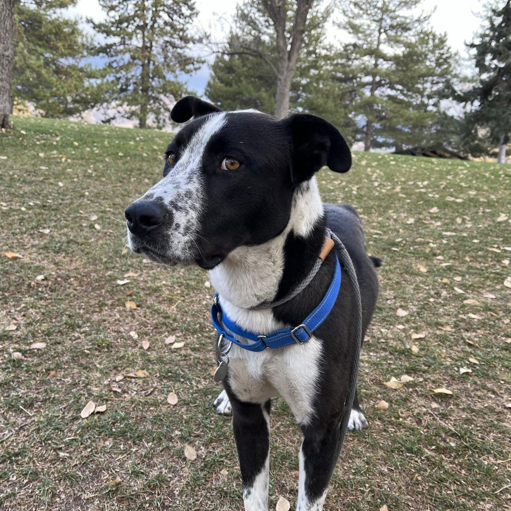 Enlarge Ham, a Adoptable mixed breed in Salt Lake City, UT image 3/6