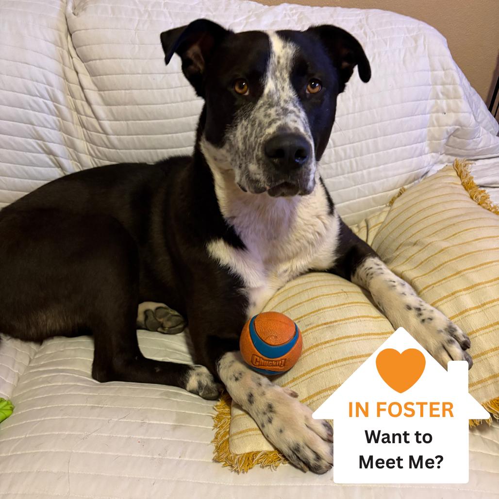 Enlarge Ham, a Adoptable mixed breed in Salt Lake City, UT image 4/6