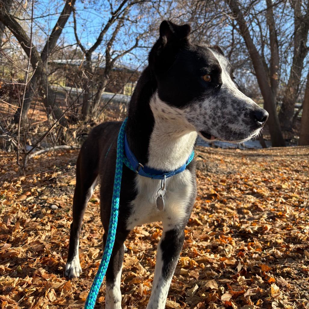 Enlarge Ham, a Adoptable mixed breed in Salt Lake City, UT image 5/6
