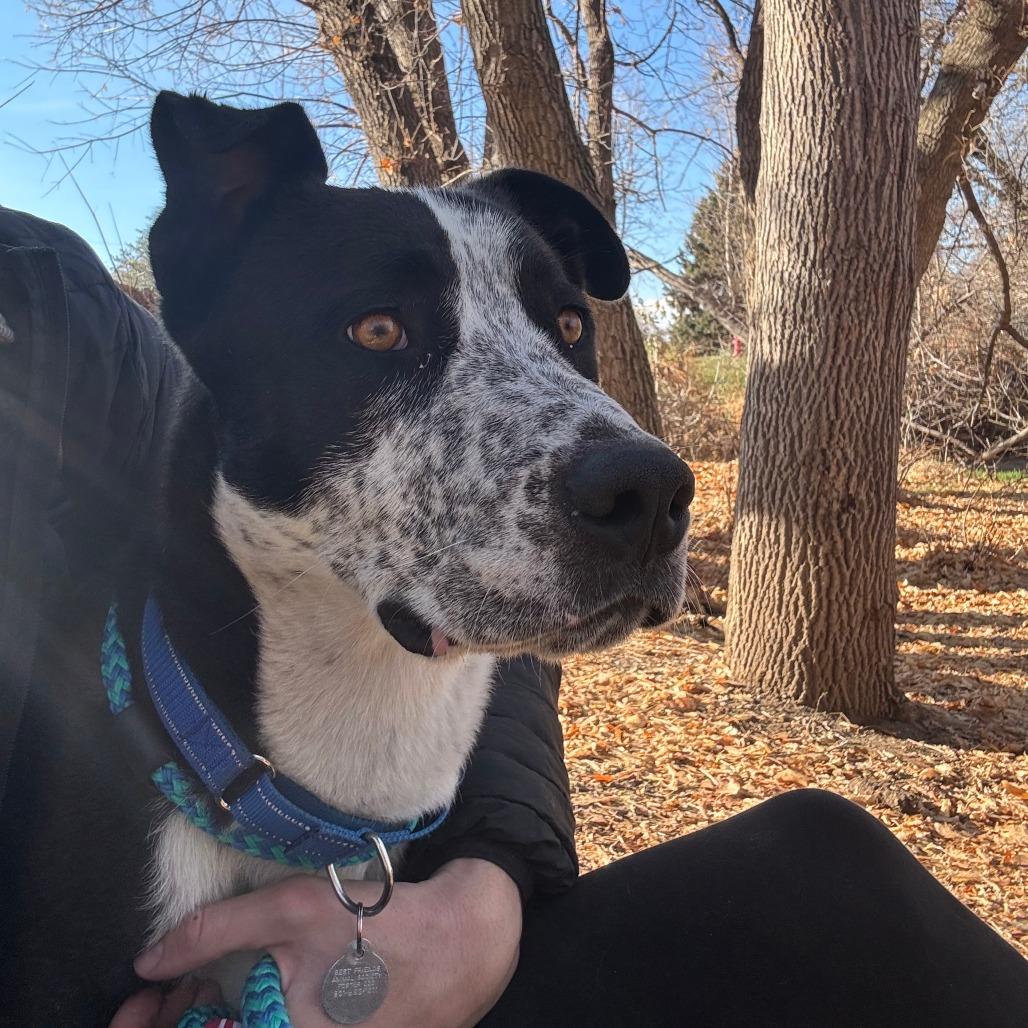 Enlarge Ham, a Adoptable mixed breed in Salt Lake City, UT image 6/6