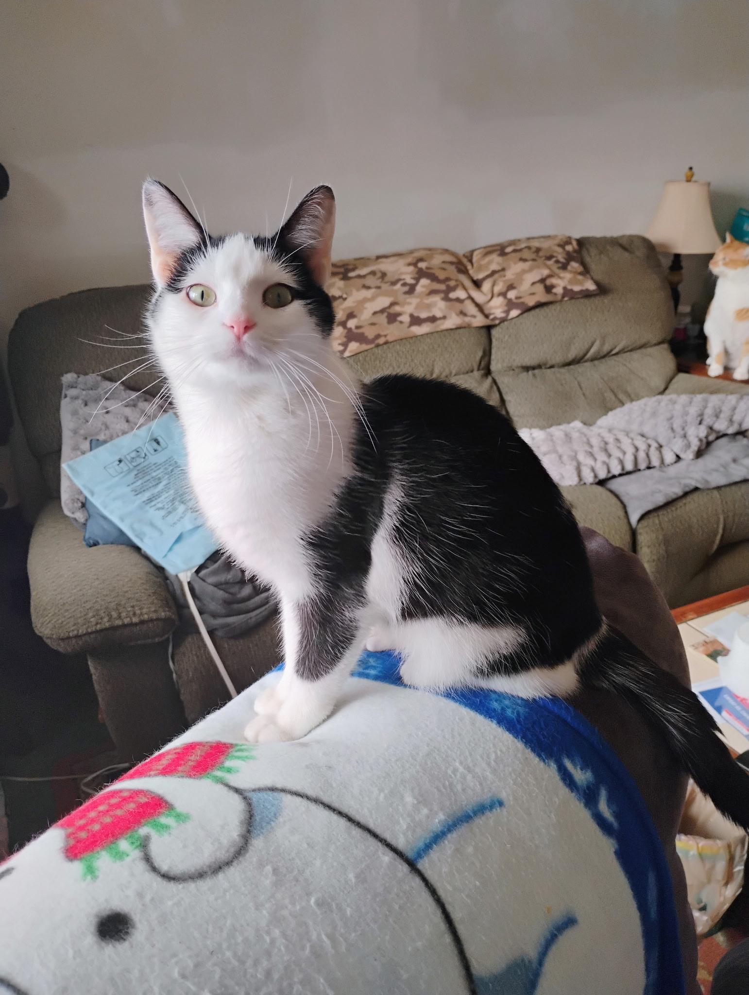 Polka, ADOPTABLE, Young Male Domestic Short Hair.