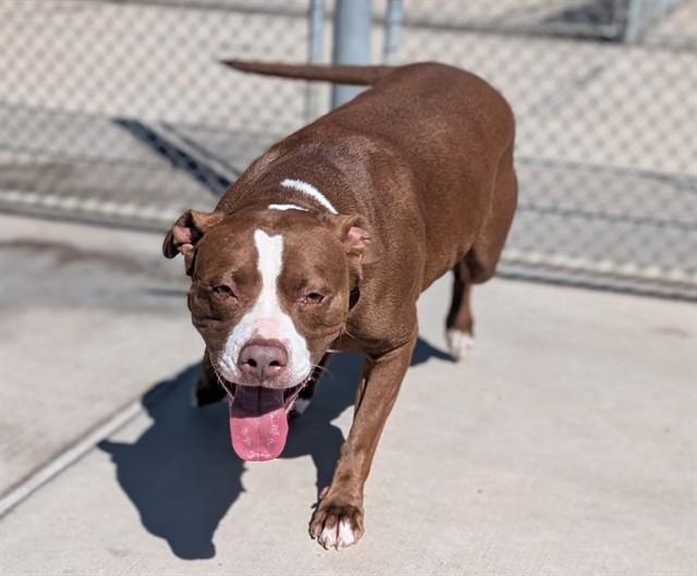 Enlarge COCO, a Adoptable mixed breed in Denver, CO image 1/1