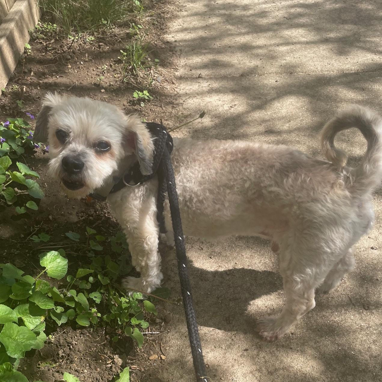 Benji, a ADOPTABLE mixed breed in Normal, IL image 3/3