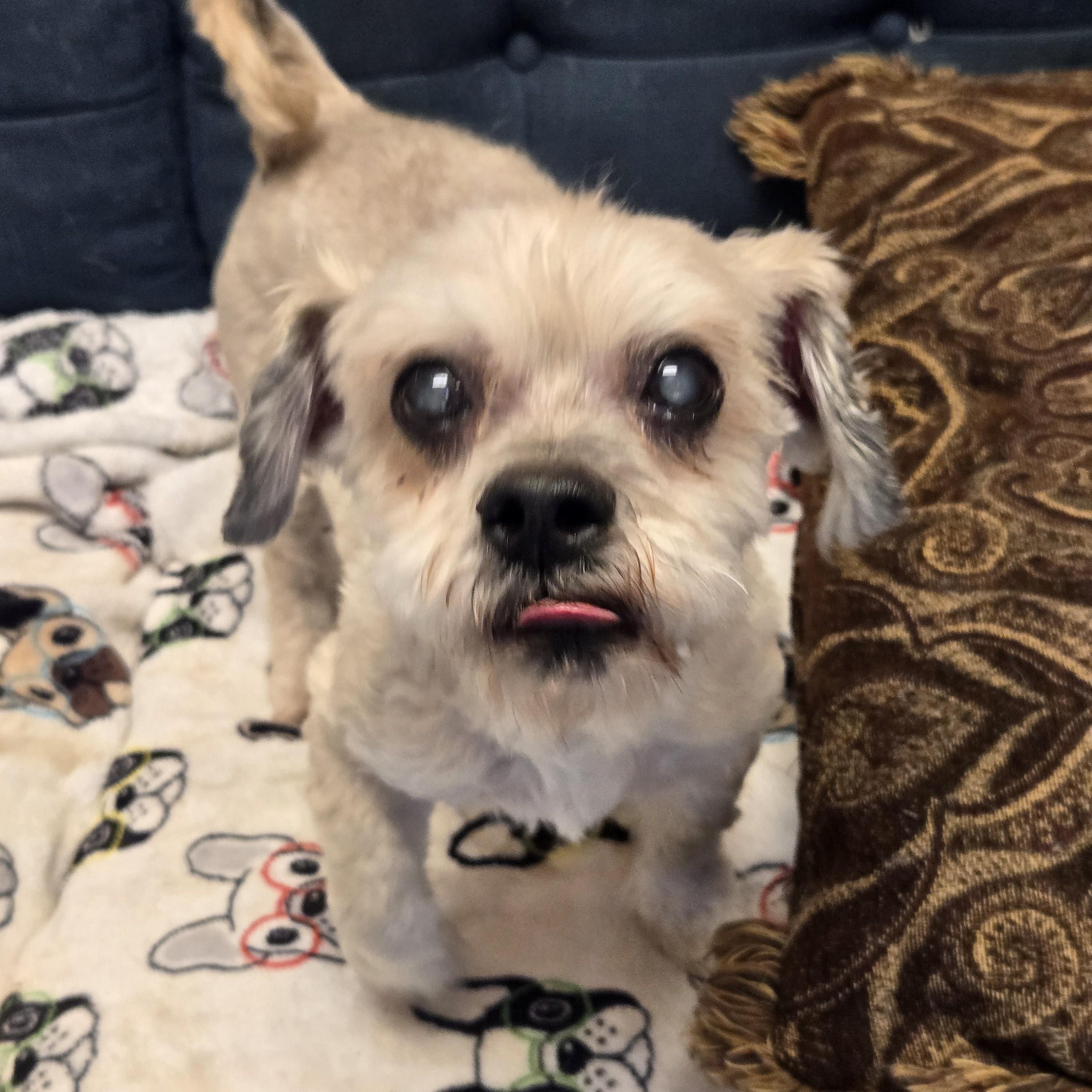 Benji, a ADOPTABLE mixed breed in Normal, IL image 2/3