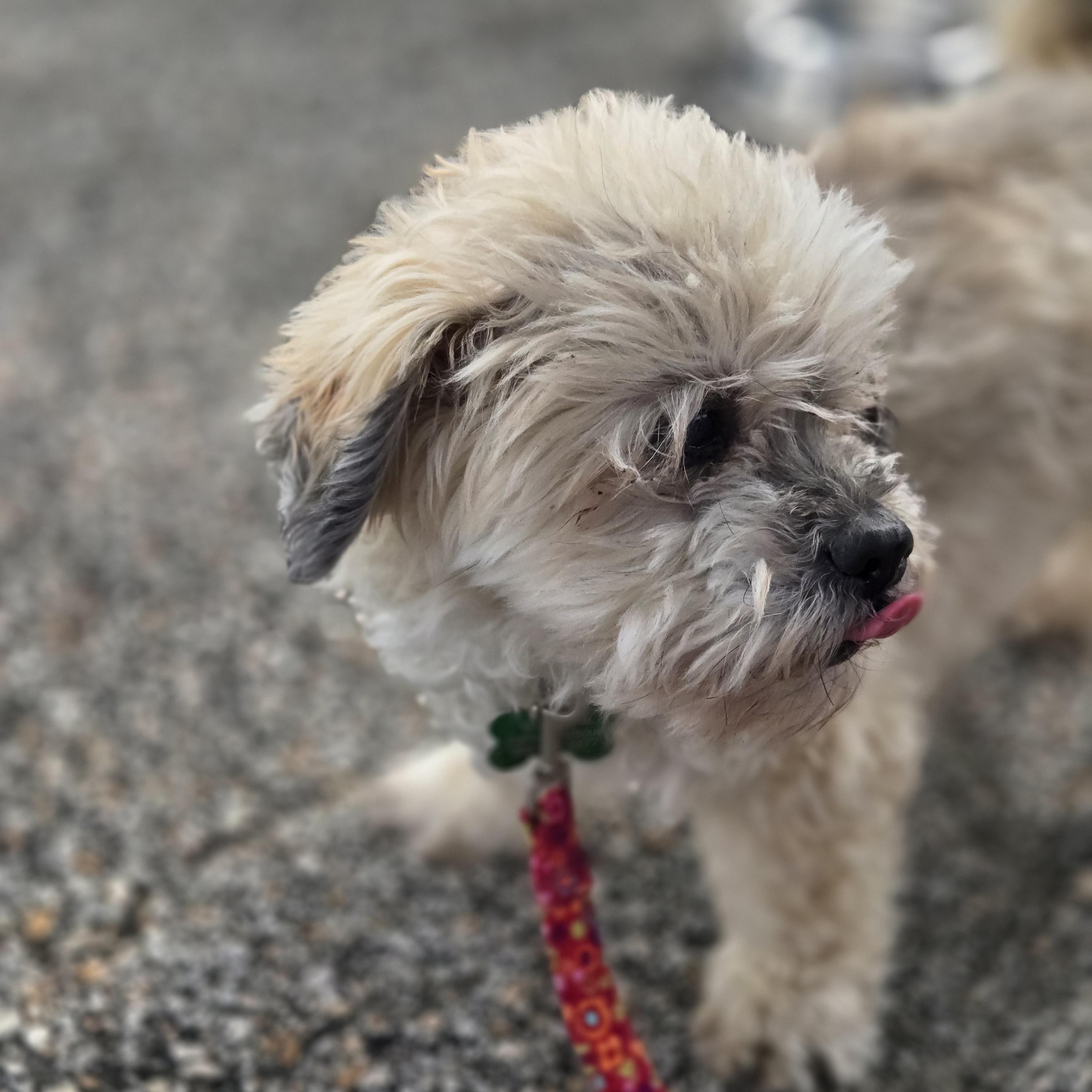 Benji, a ADOPTABLE mixed breed in Normal, IL image 4/6