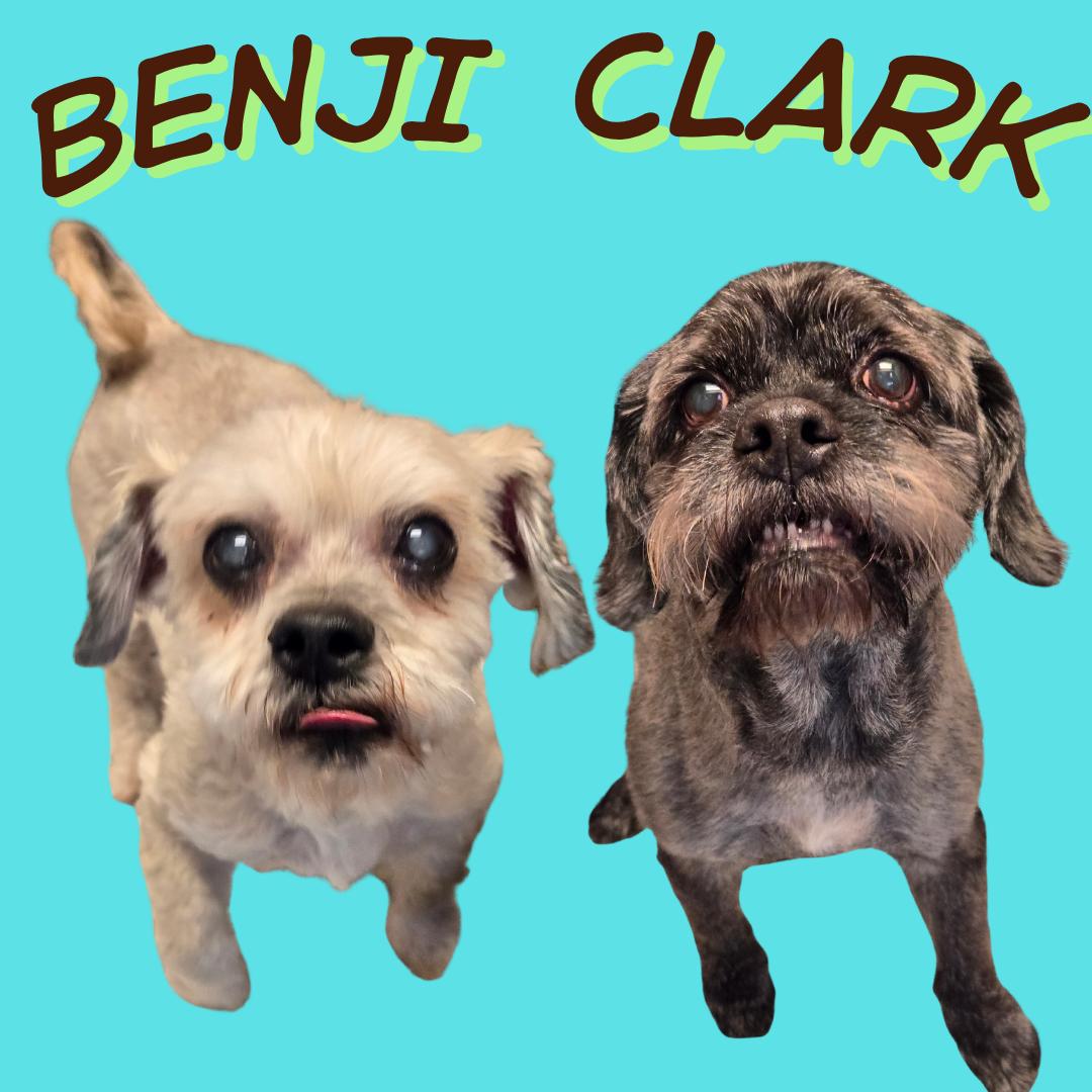 Benji, ADOPTABLE, Senior Male Shih Tzu.