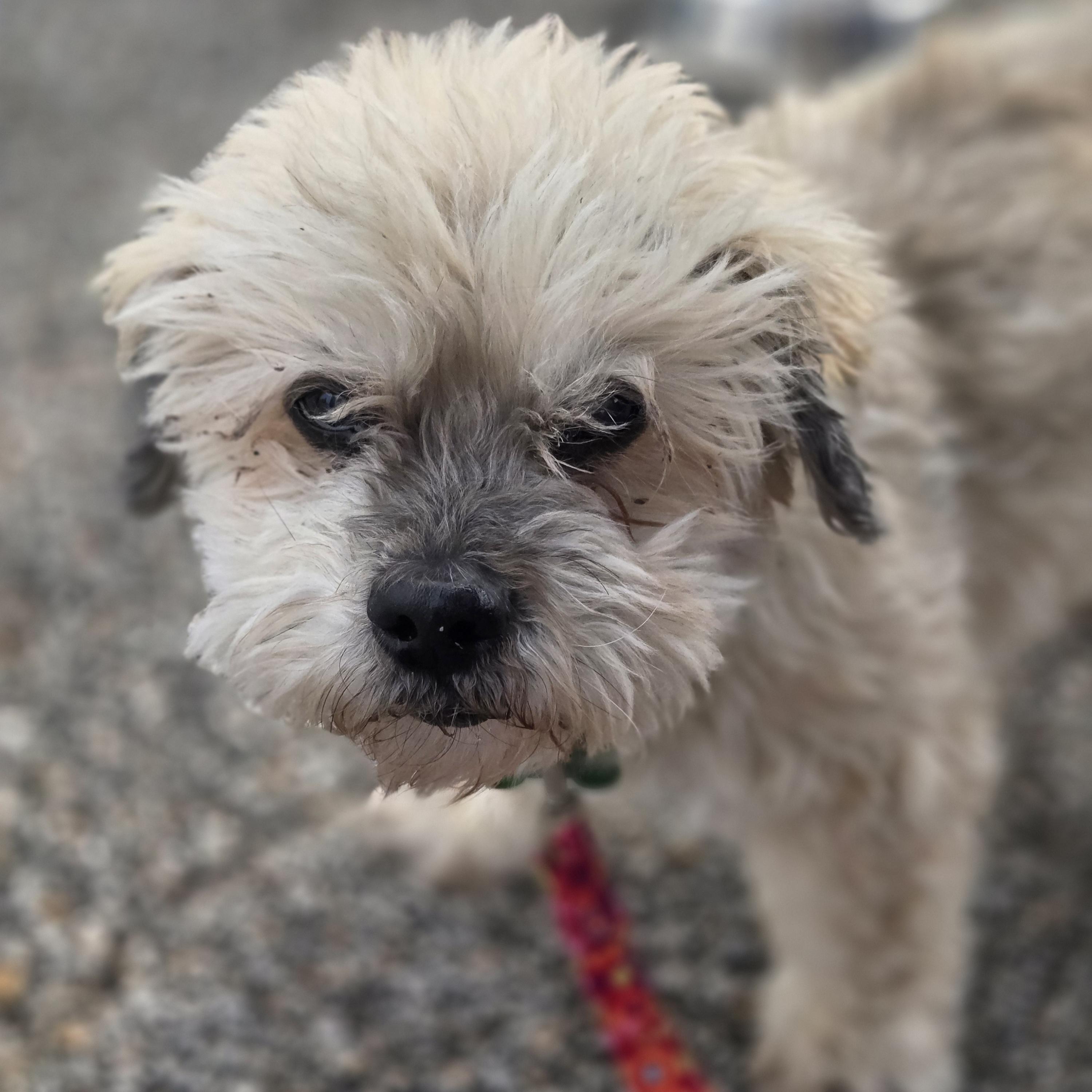 Benji, a ADOPTABLE mixed breed in Normal, IL image 3/6