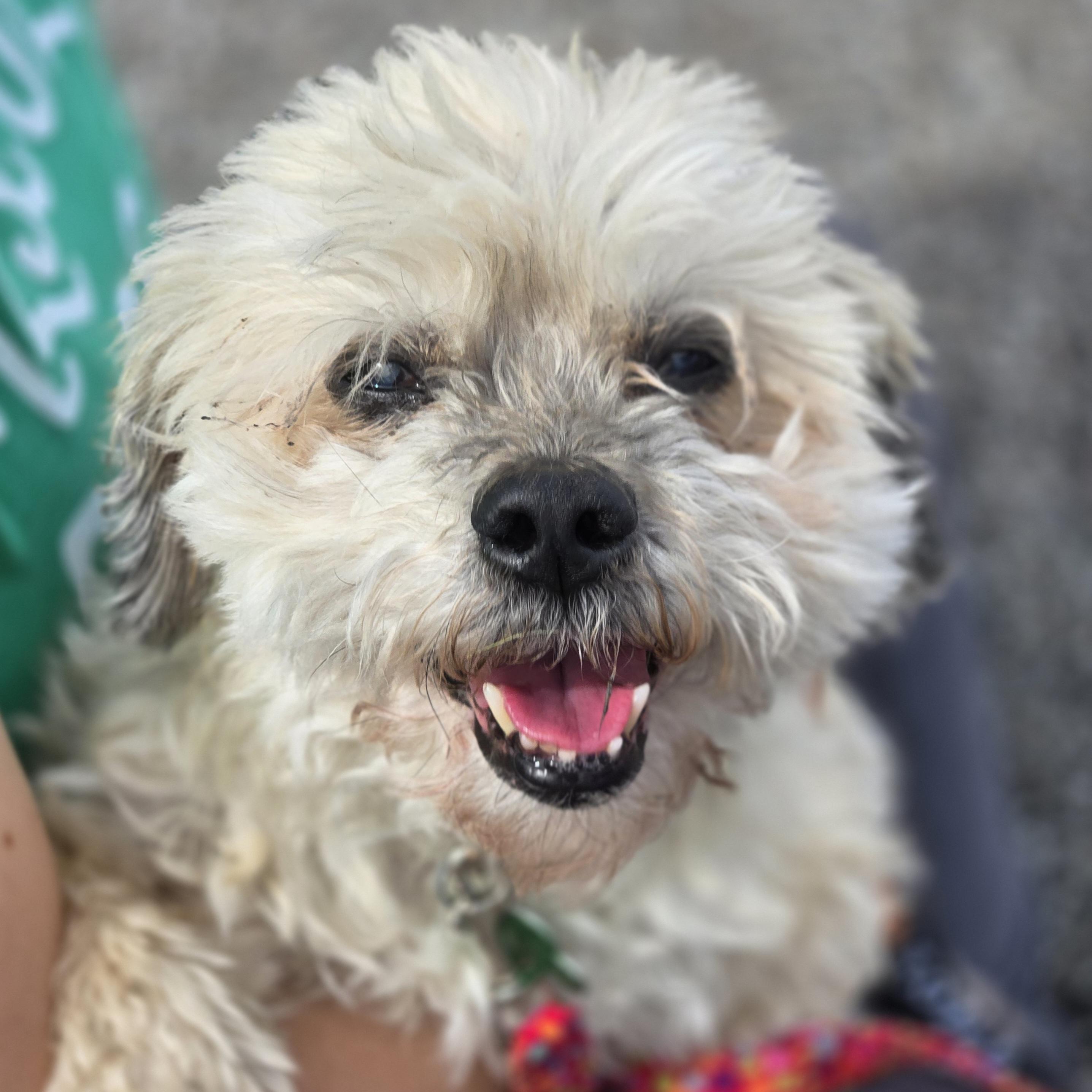 Benji, ADOPTABLE, Senior Male Shih Tzu.
