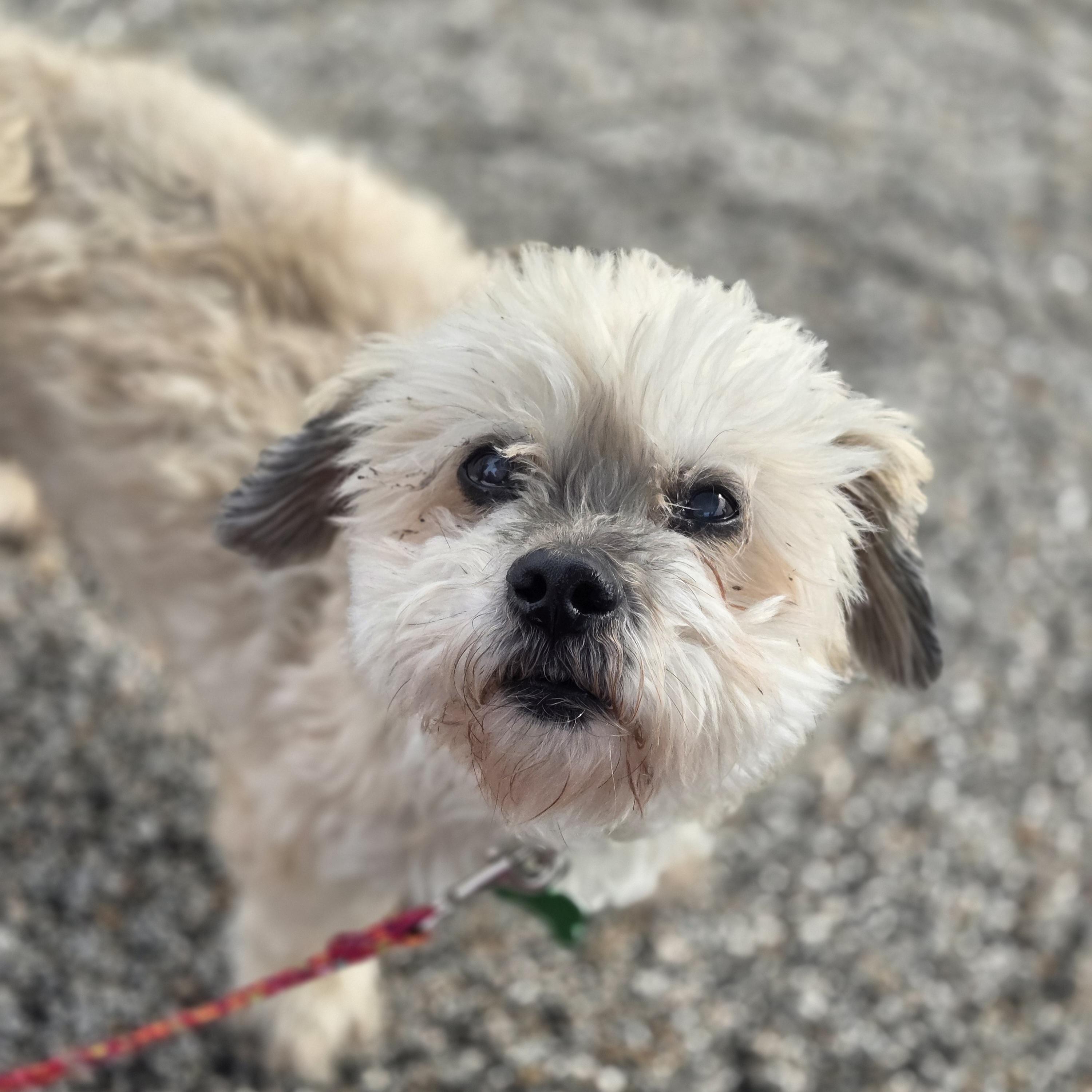 Benji, a ADOPTABLE mixed breed in Normal, IL image 2/6