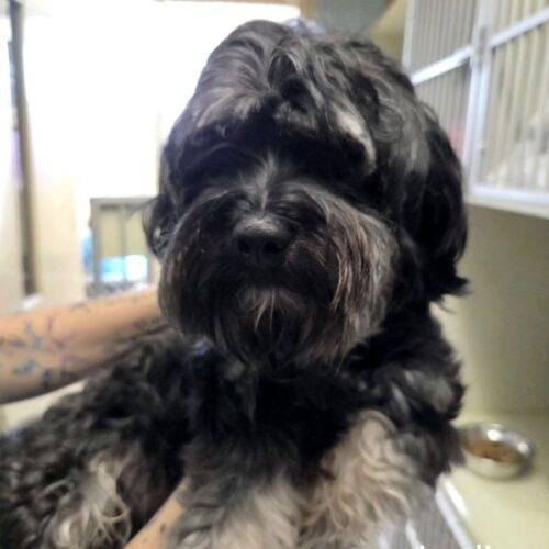 Joplin, Adoptable, Young Male Havanese.