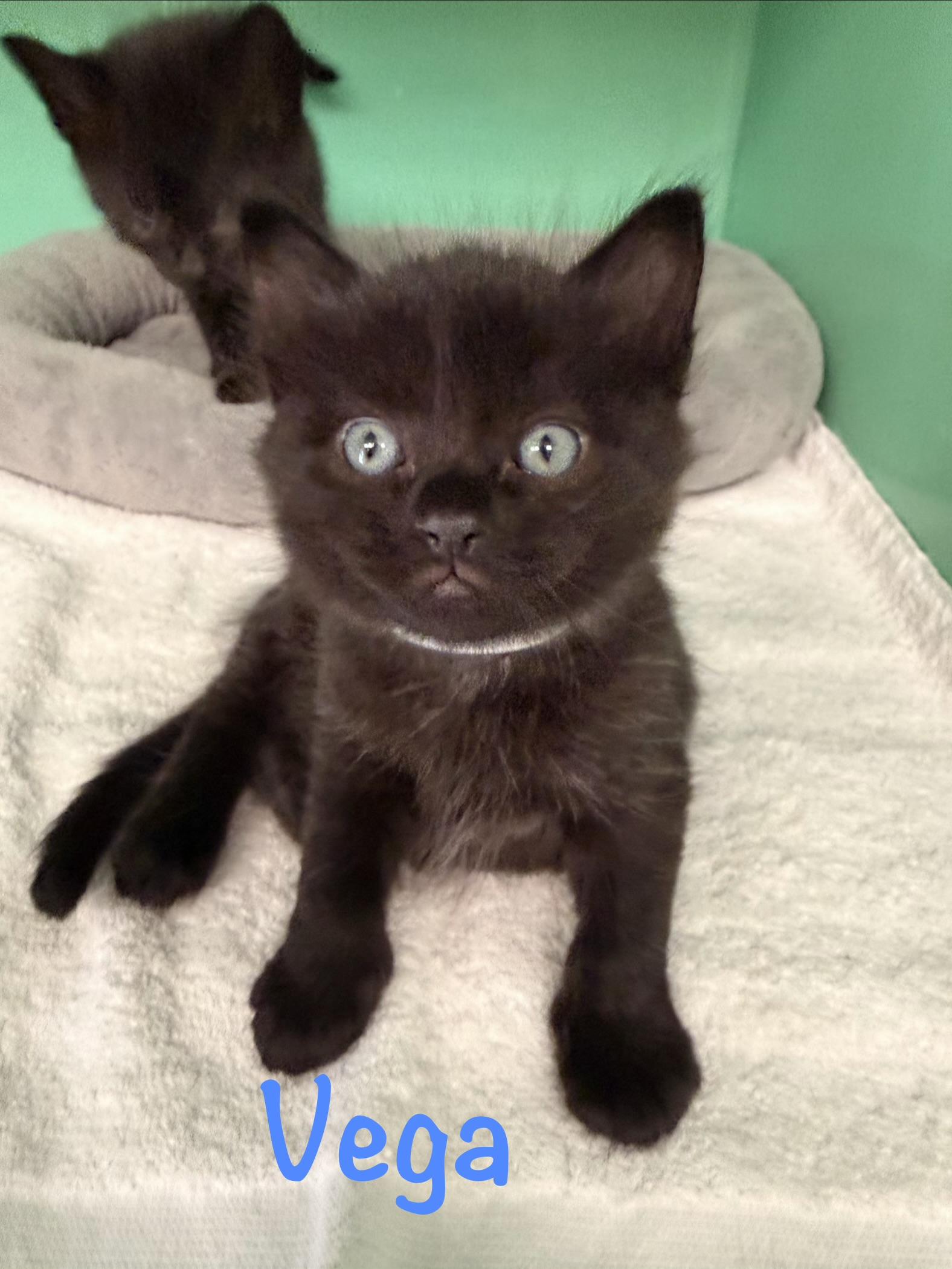 Vega, ADOPTABLE, Kitten Male Domestic Medium Hair.
