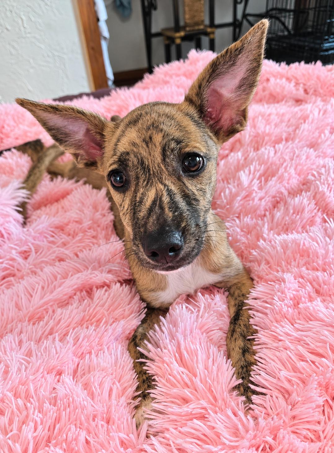 Enlarge Louise, a Adopted Mixed Breed in Saint Augustine, FL image 1/2