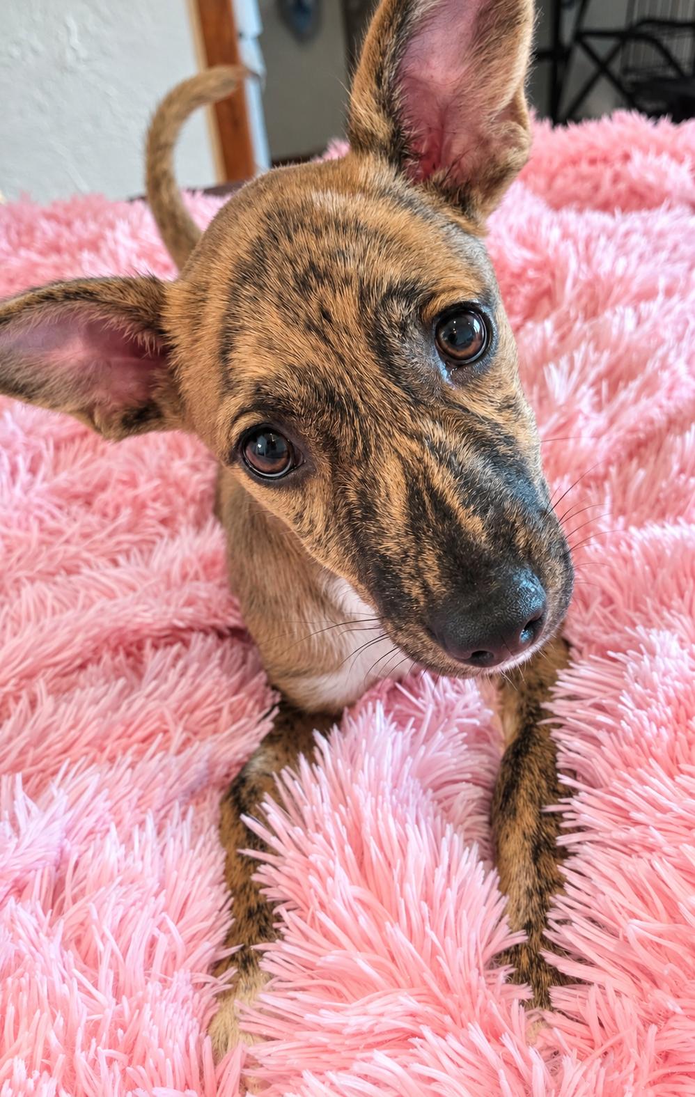 Enlarge Louise, a Adopted Mixed Breed in Saint Augustine, FL image 2/2