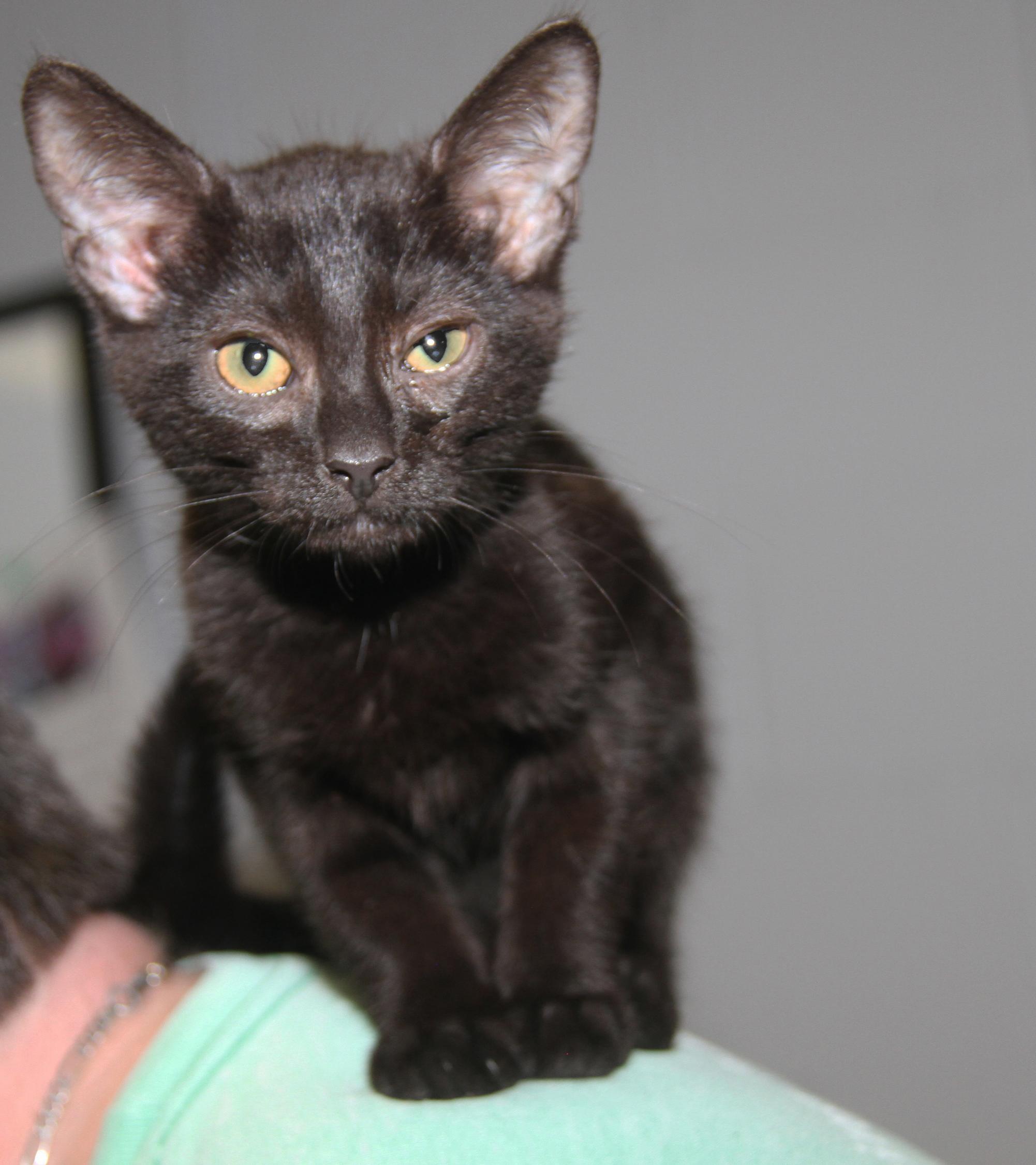 Sloppy Joes (Neutered) (Bonded Pair w/Crockpot Meatballs)