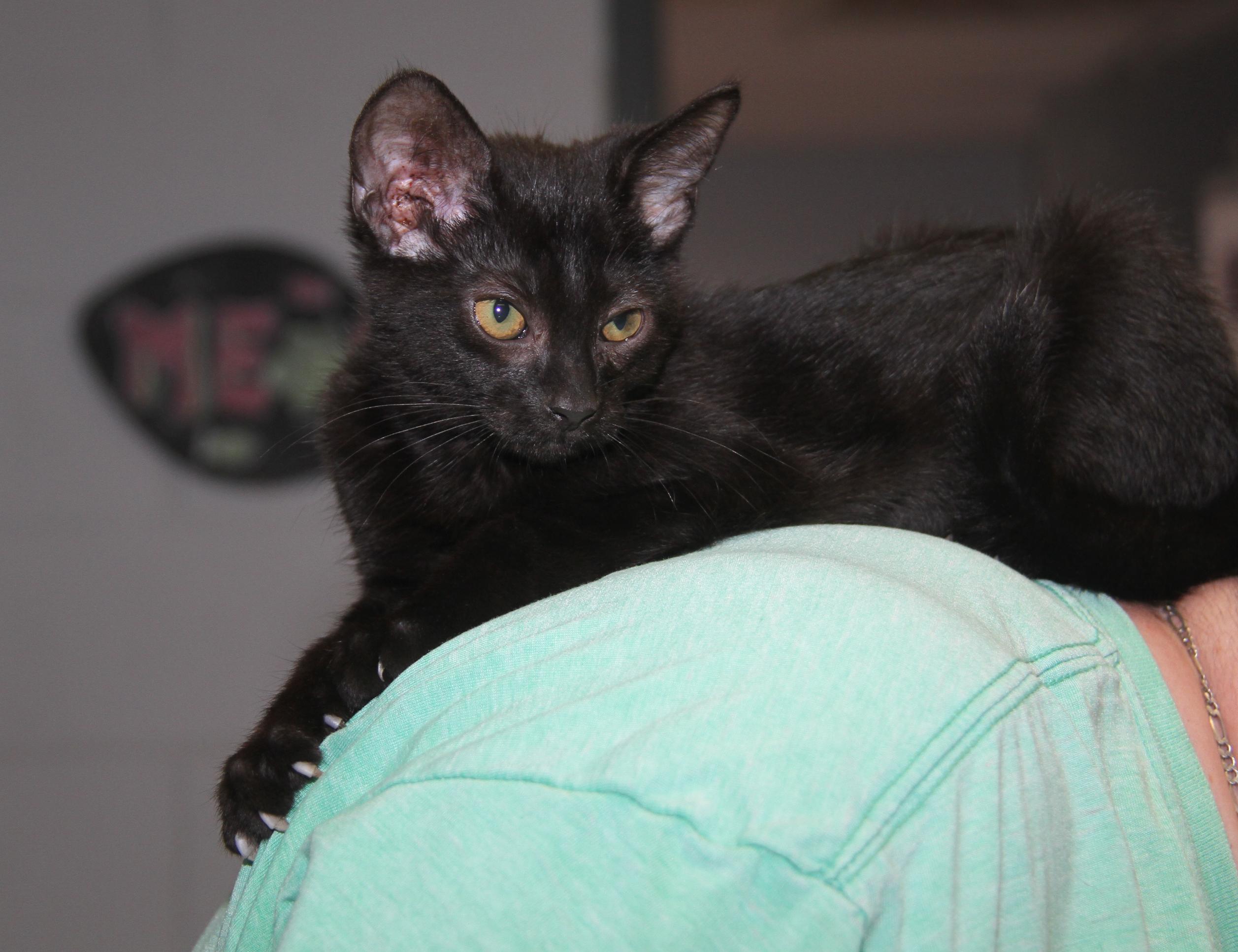 Sloppy Joes (Neutered) (Bonded Pair w/Crockpot Meatballs)