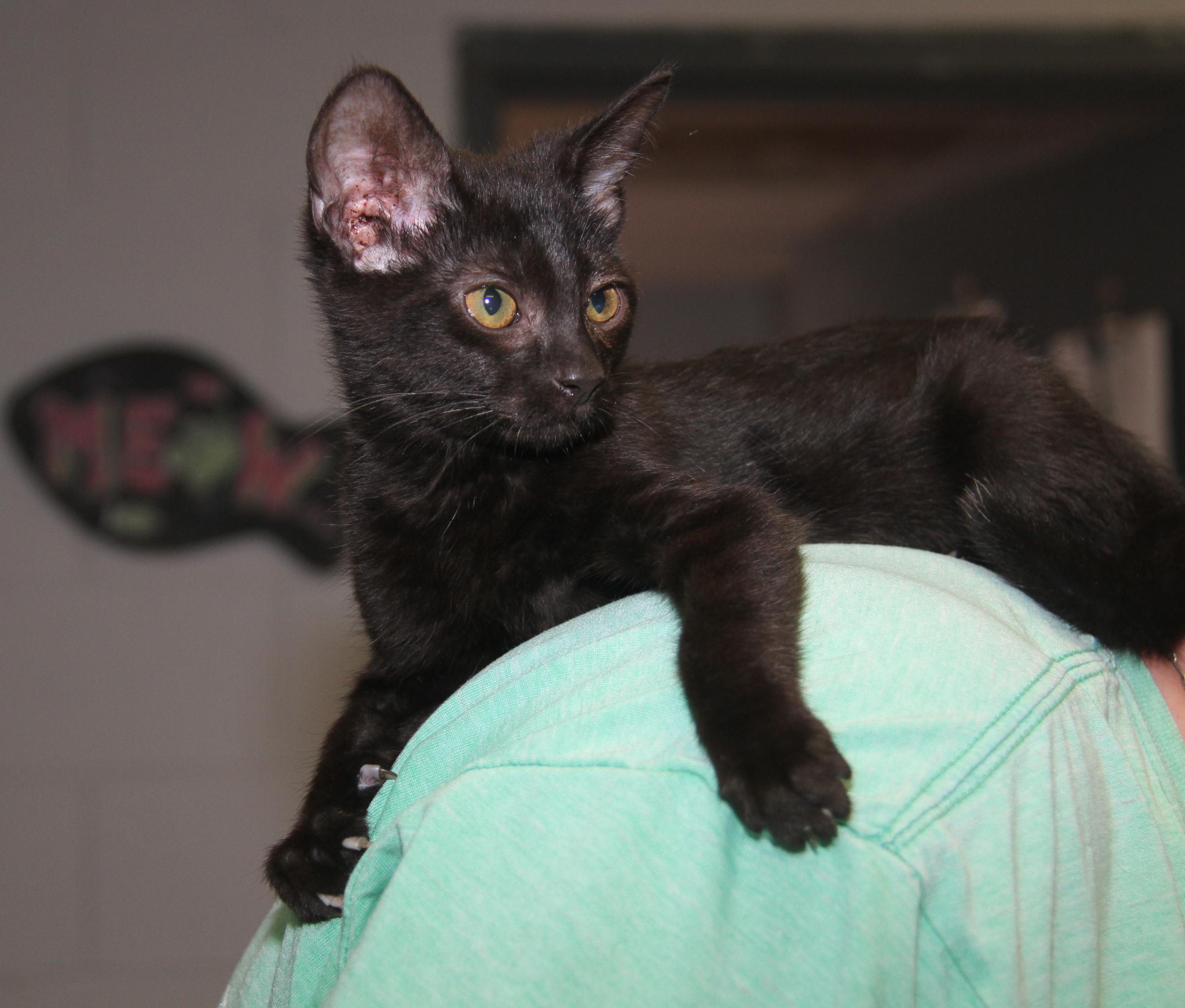 Sloppy Joes thumbnail 4