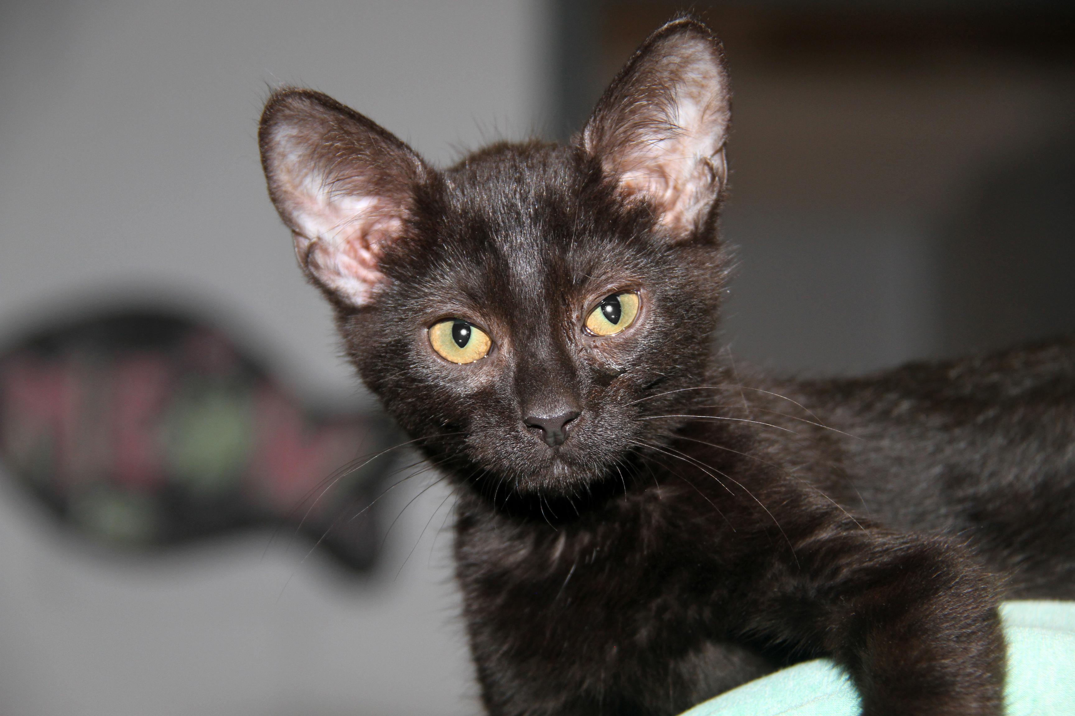 Sloppy Joes (Neutered) (Bonded Pair w/Crockpot Meatballs)