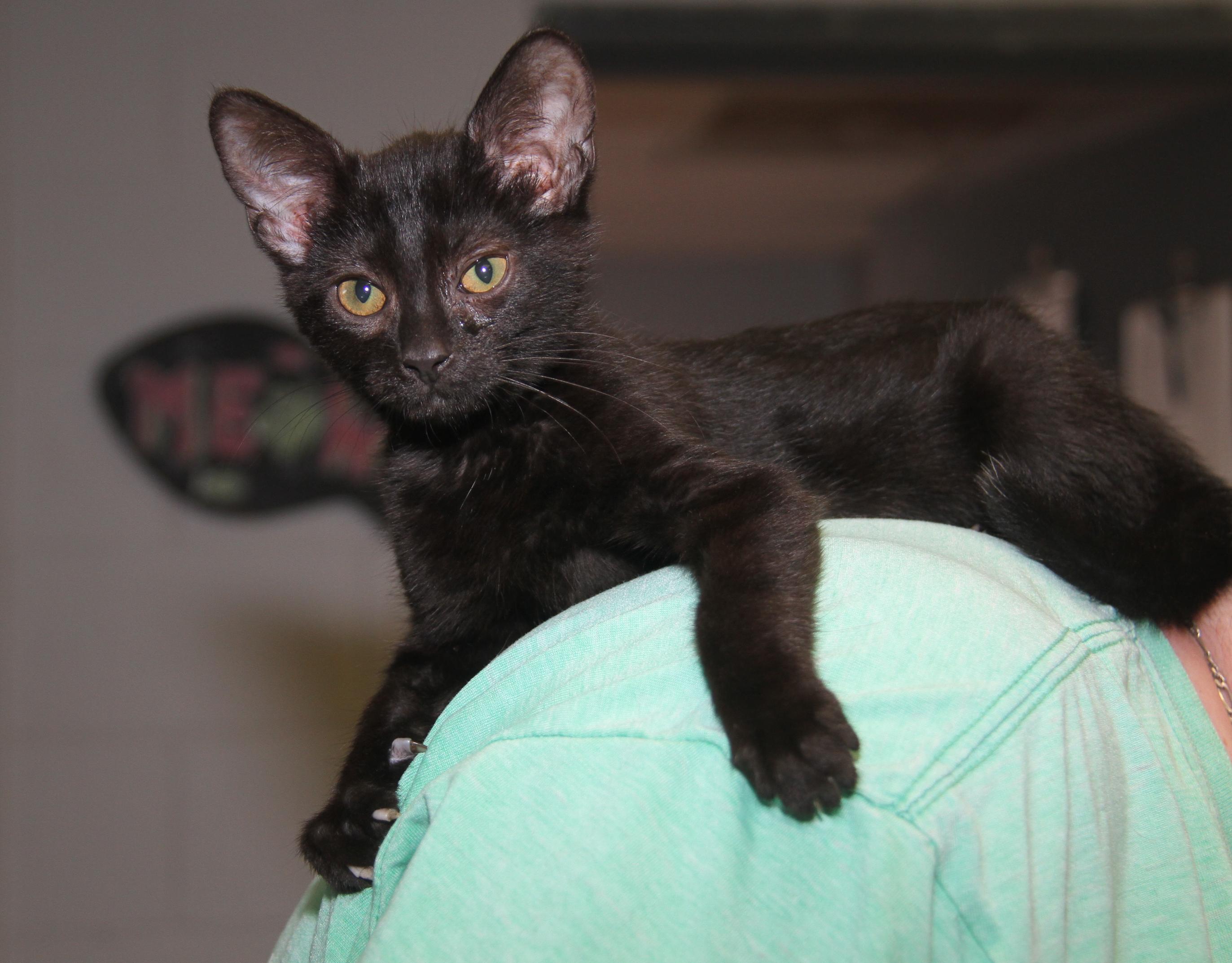 Sloppy Joes (Neutered) (Bonded Pair w/Crockpot Meatballs)