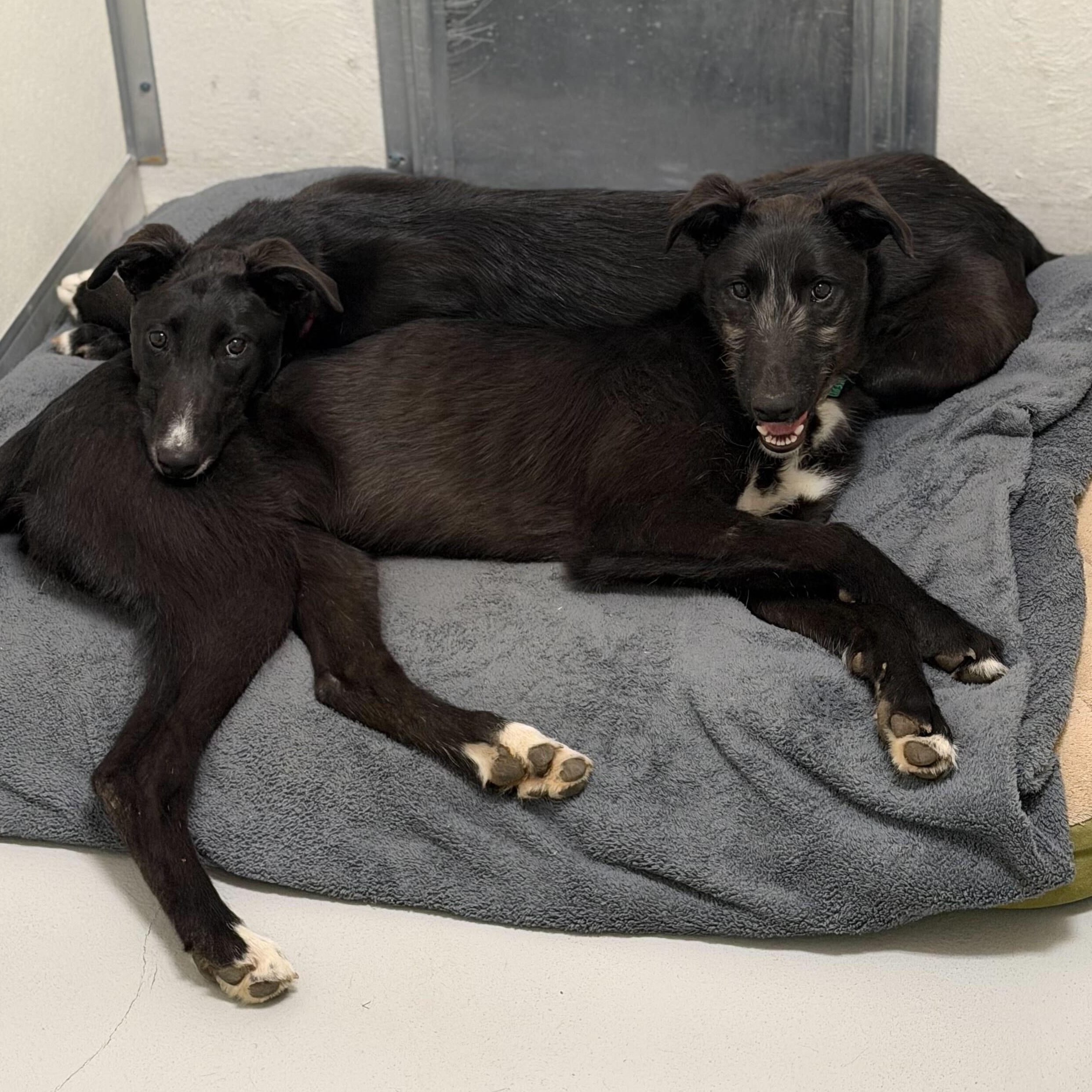 Enlarge Guava, a ADOPTABLE mixed breed in Driggs, ID image 3/4