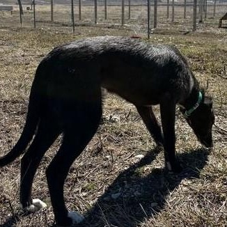 Enlarge Guava, a ADOPTABLE mixed breed in Driggs, ID image 2/4