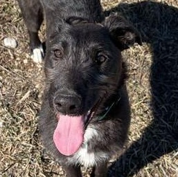 Enlarge Guava, a ADOPTABLE mixed breed in Driggs, ID image 4/4