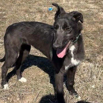 Guava, ADOPTABLE, Young Female Scottish Deerhound & Greyhound.