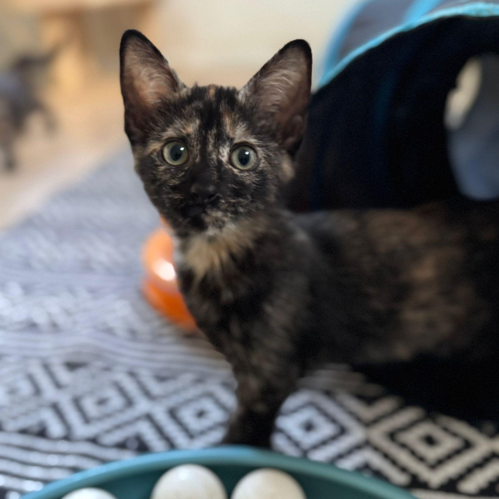 Enlarge Fortuna and Beverly, a Adoptable mixed breed in Norwich, VT image 1/5