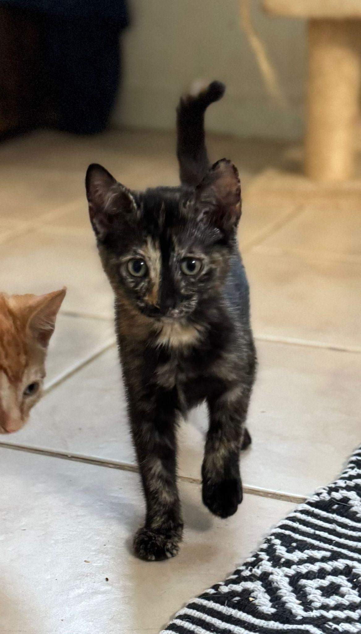 Enlarge Fortuna and Beverly, a Adoptable mixed breed in Norwich, VT image 5/5