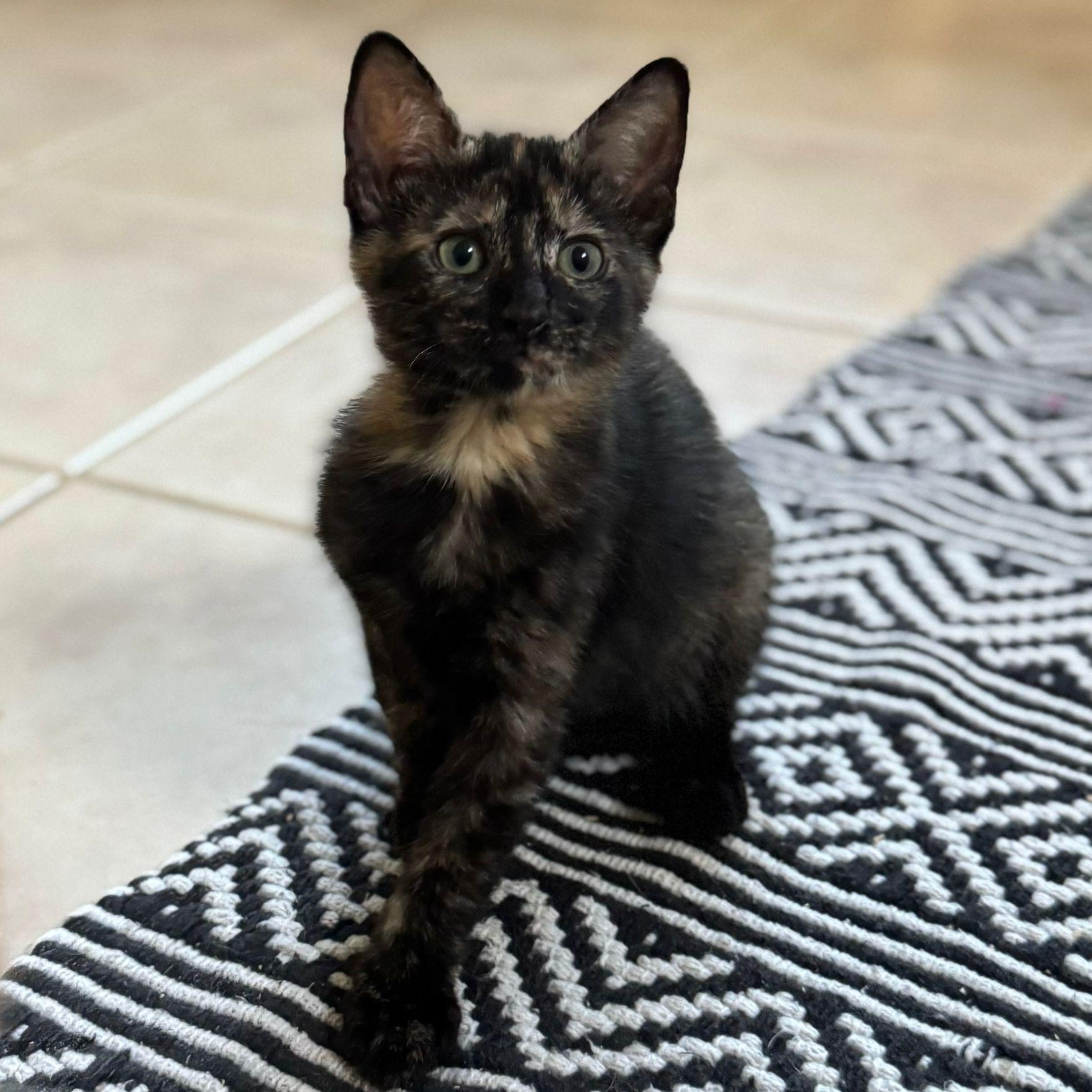 Enlarge Fortuna and Beverly, a Adoptable mixed breed in Norwich, VT image 3/5