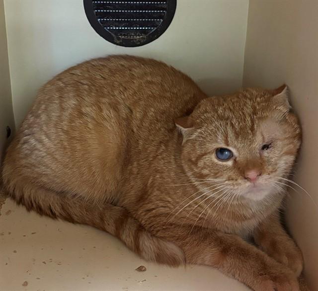 Enlarge PANCHO, a Adoptable Domestic Short Hair in Louisville, KY image 1/1