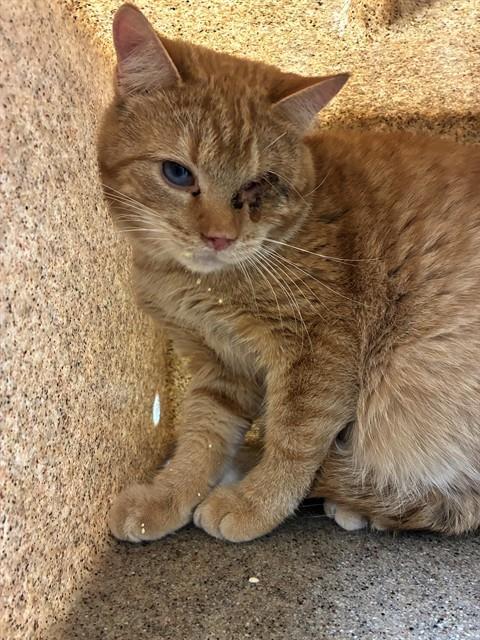 Enlarge PANCHO, a Adoptable Domestic Short Hair in Louisville, KY image 1/1