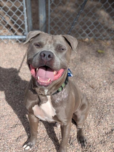 SHADOW, Adoptable, Adult Male American Staffordshire Terrier & Mixed Breed.