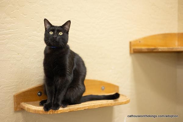 Shadow — thumbnail 2