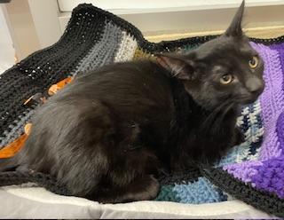 Shadow — thumbnail 3