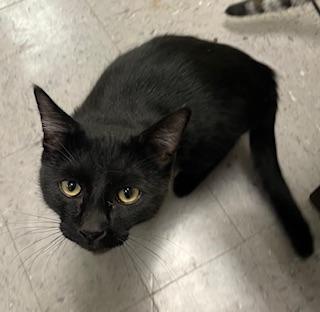 Shadow — thumbnail 5