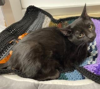 Shadow — thumbnail 6