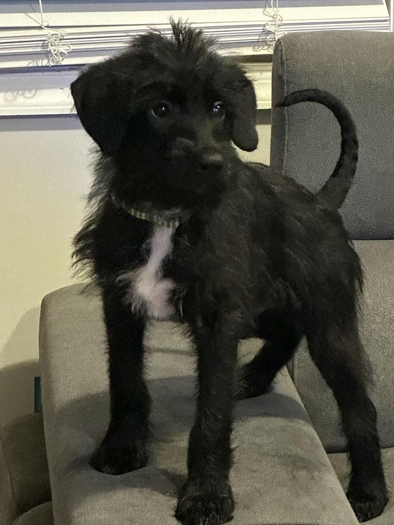 Pip, Adopted, Puppy Male Poodle.