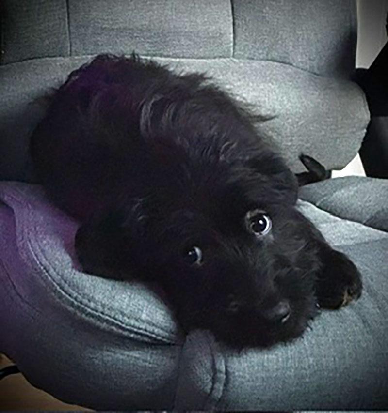 Enlarge Pip, a Adopted mixed breed in Bowie, MD image 3/4