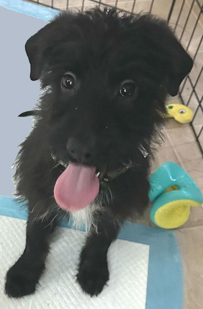 Enlarge Pip, a Adopted mixed breed in Bowie, MD image 2/4