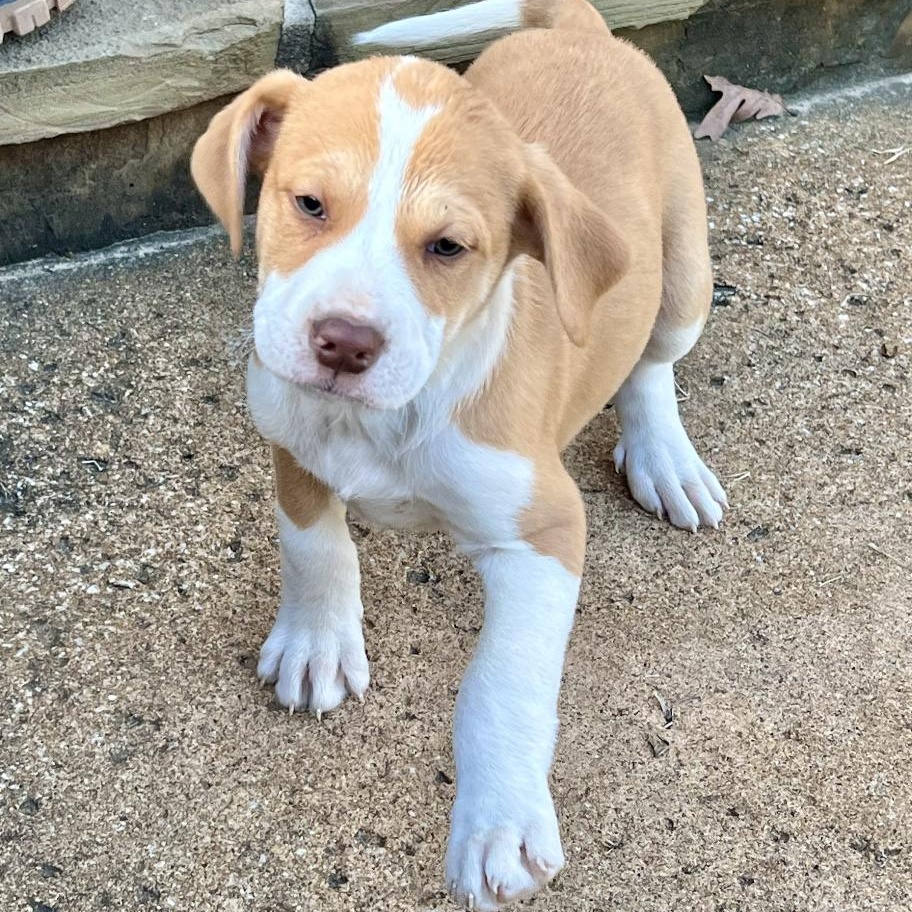 Swayzie — thumbnail 2