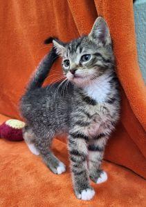 Fidget, an adopted Domestic Short Hair in Bucyrus, OH image 1/3
