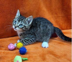 Fidget, an adopted Domestic Short Hair in Bucyrus, OH image 3/3