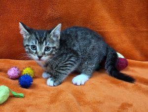 Fidget, an adopted Domestic Short Hair in Bucyrus, OH image 2/3