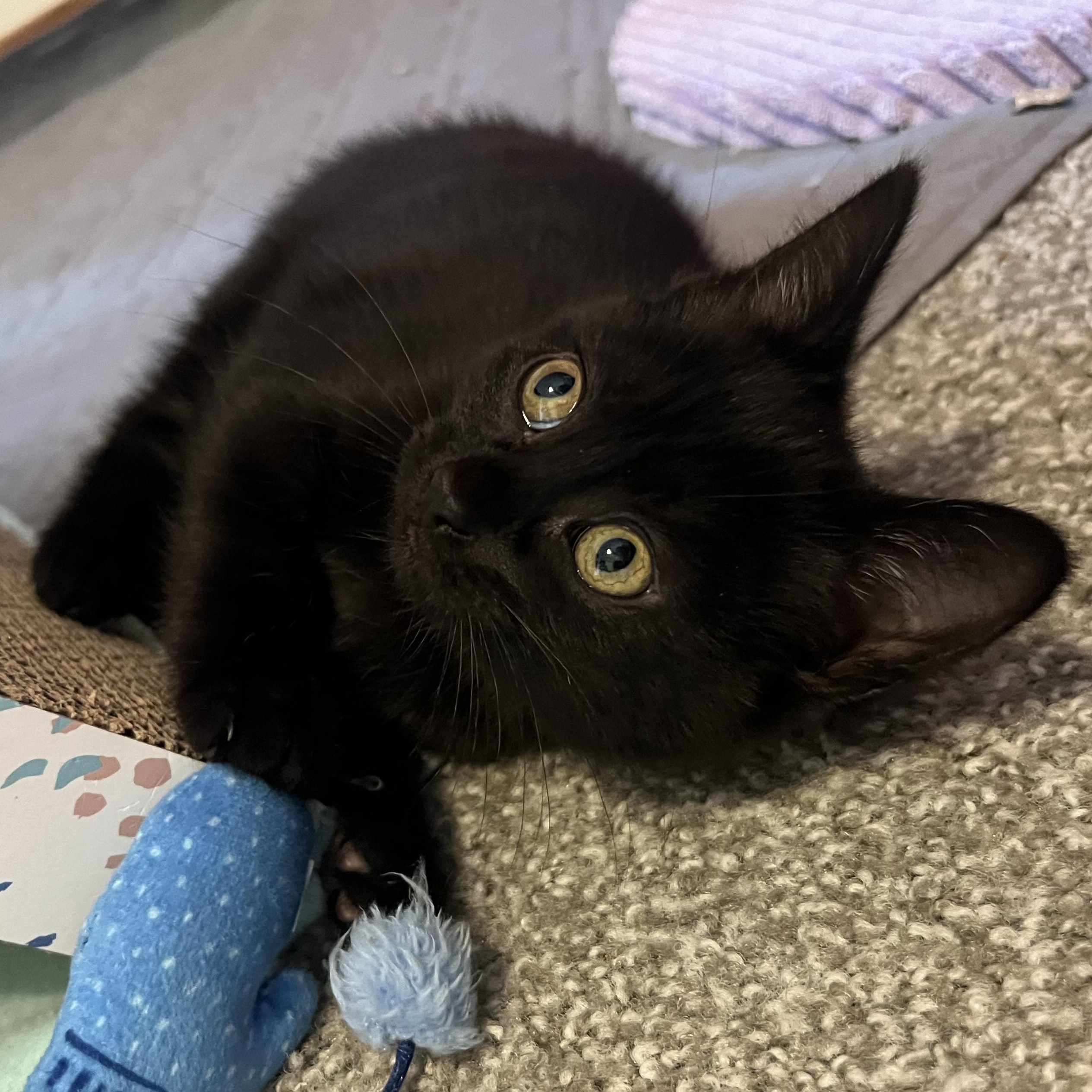 Jasper, Baby Male Domestic Short Hair
