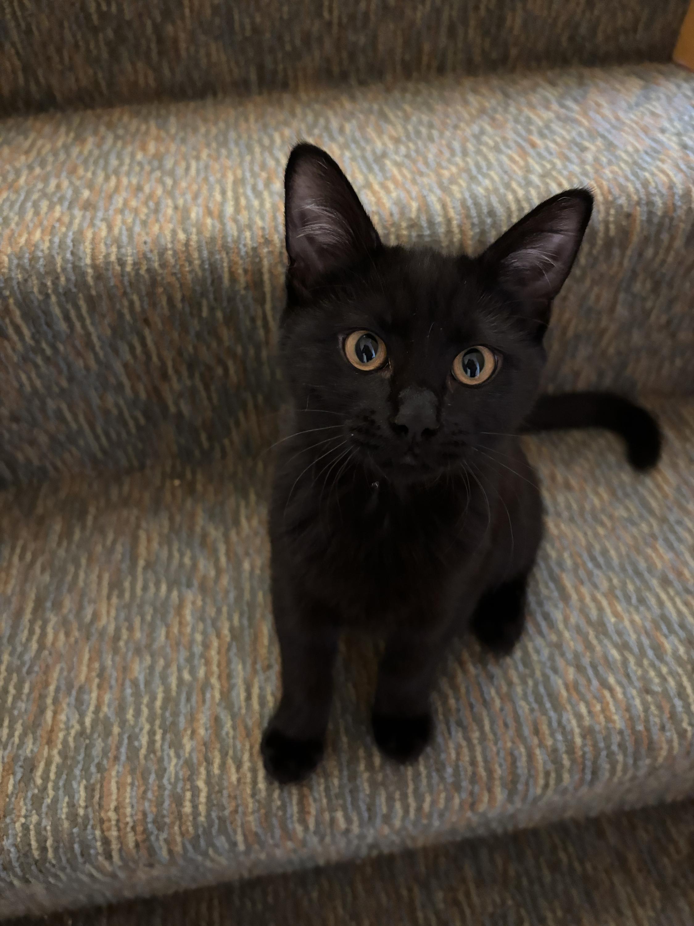 Princess and Homer, a ADOPTABLE Domestic Short Hair in Seattle, WA image 4/6