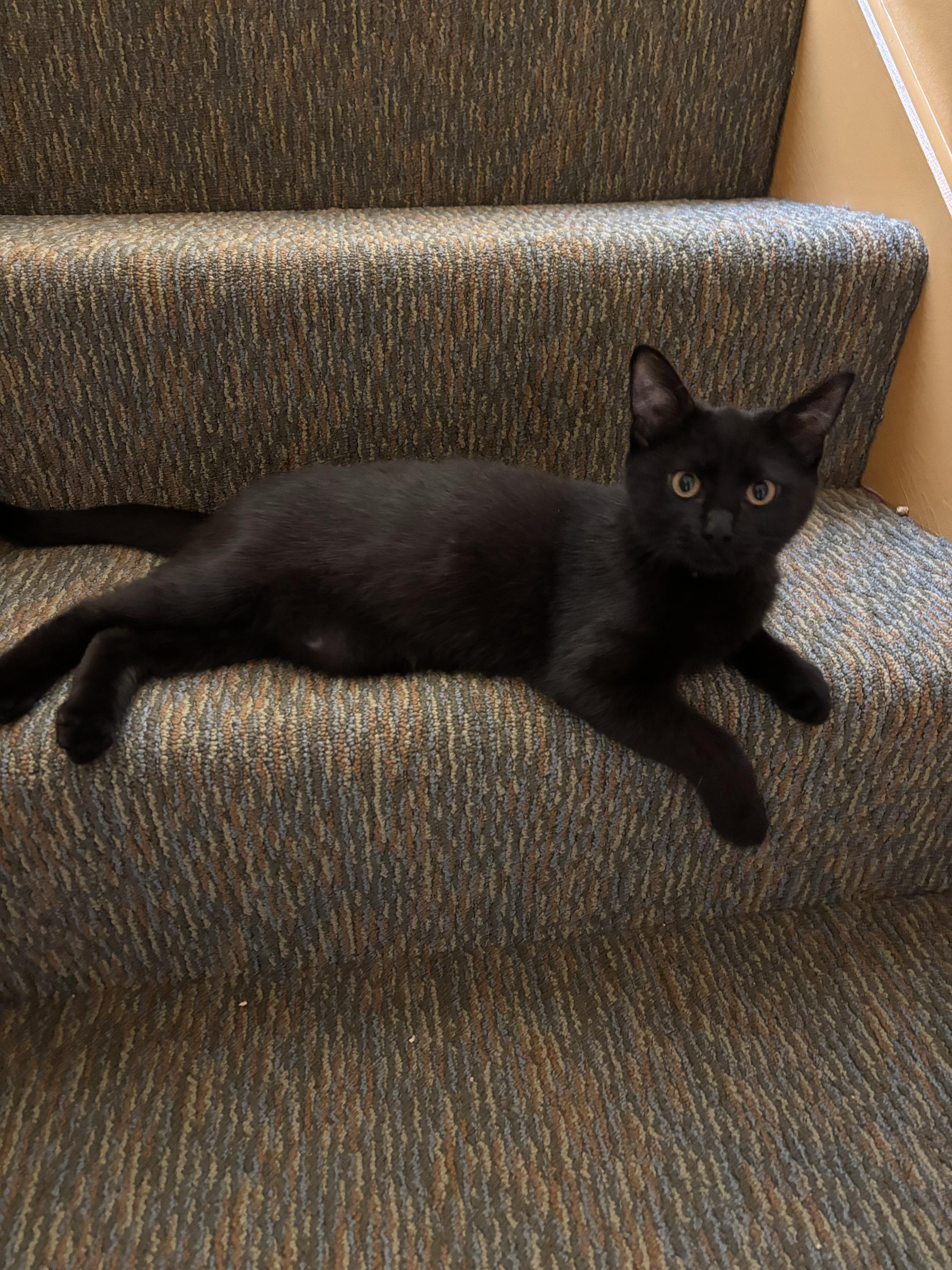 Princess and Homer, a ADOPTABLE Domestic Short Hair in Seattle, WA image 2/6