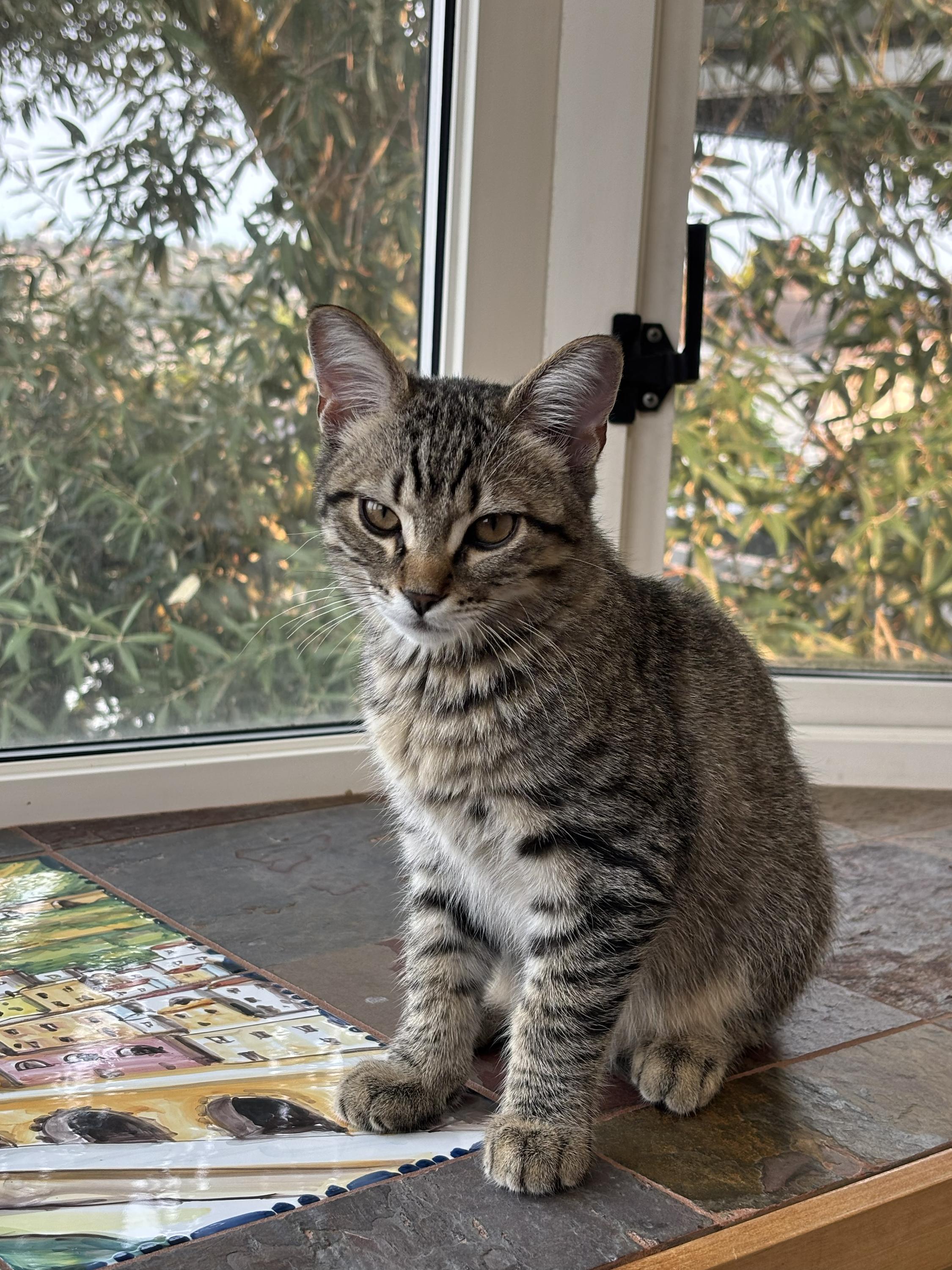 Princess and Homer, a ADOPTABLE Domestic Short Hair in Seattle, WA image 5/6