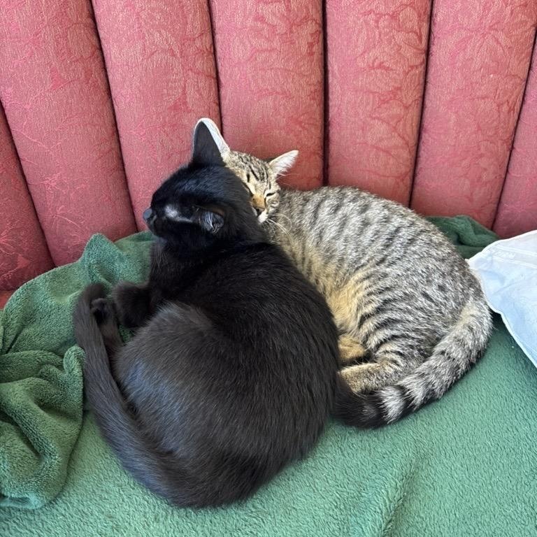 Princess and Homer, a ADOPTABLE Domestic Short Hair in Seattle, WA image 1/6